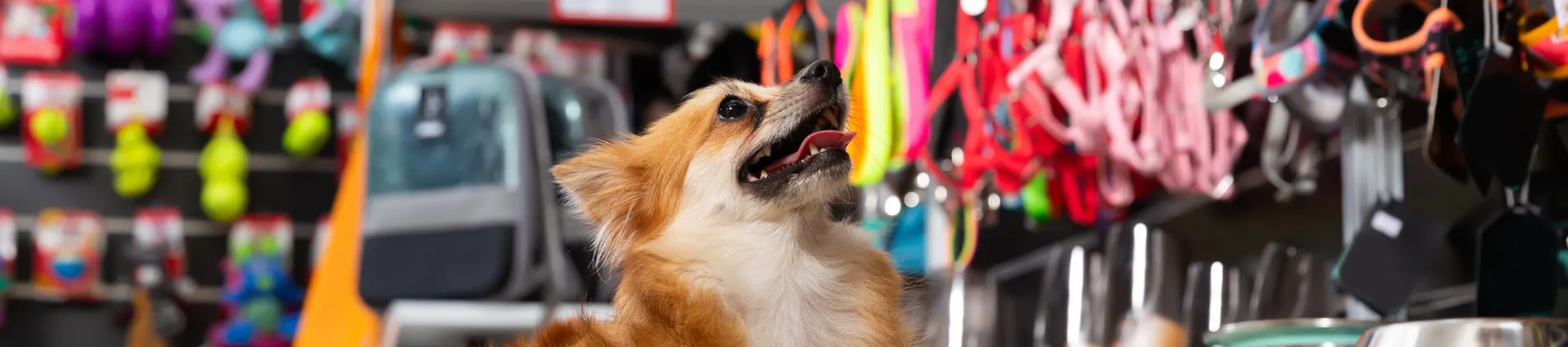 Animals & Pets in California