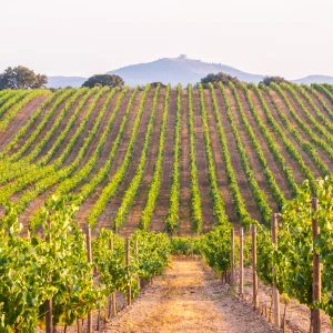 California experiences including boat tours, classes and outdoor adventures on DealMagik