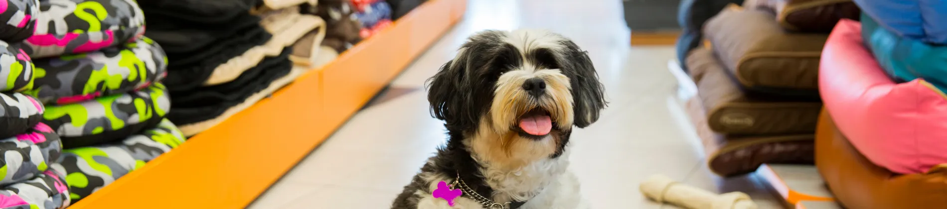 Animals & Pets in New Jersey