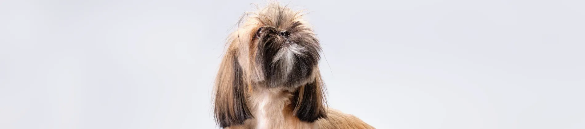 Animals & Pets in New York