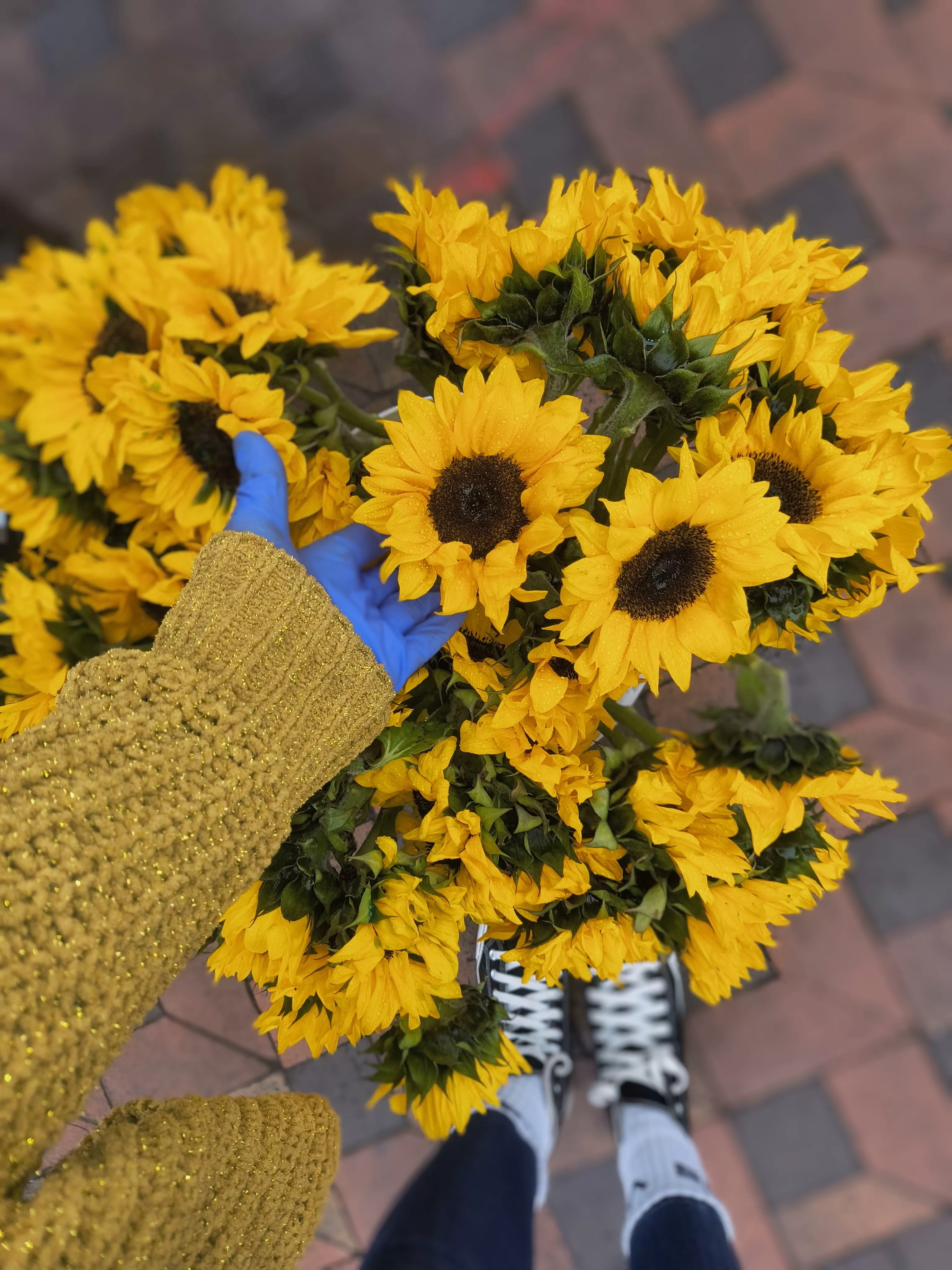 Savor the Daily Sunflower Splendor!